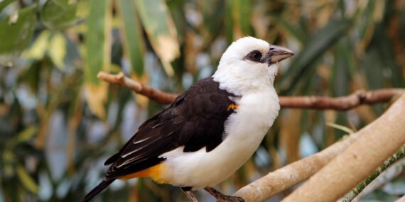Photo Bird perched